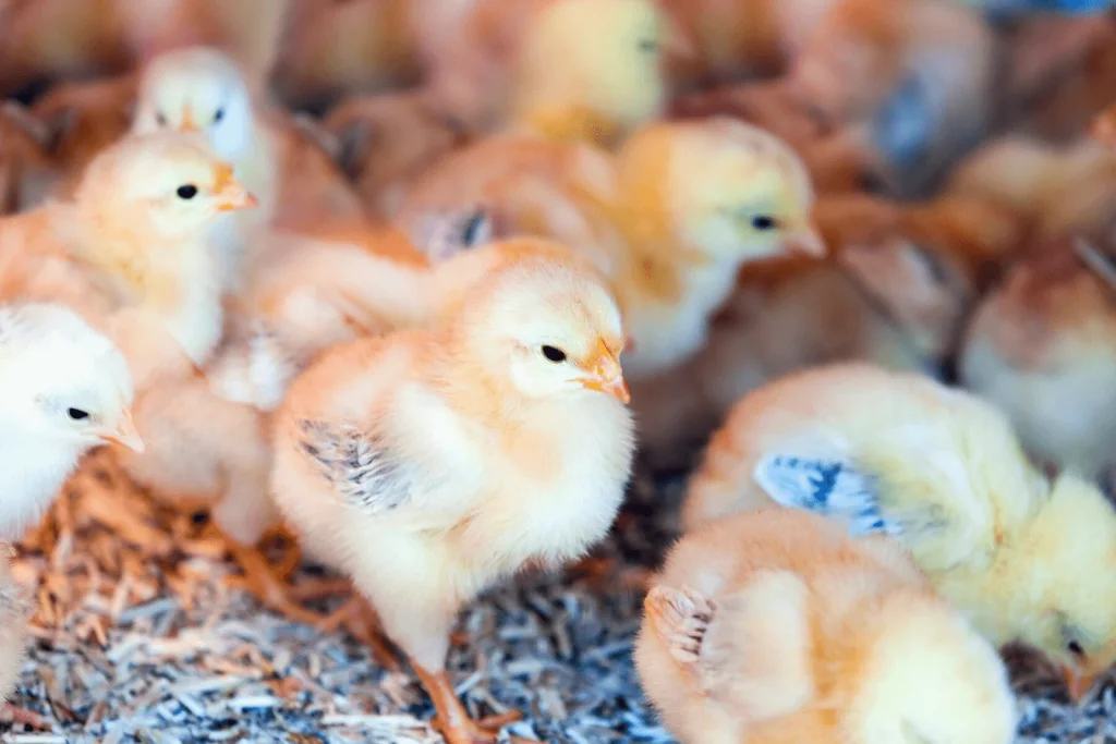 Does Incubation Temperature Affect the Gender of Chickens? Debunking Myths