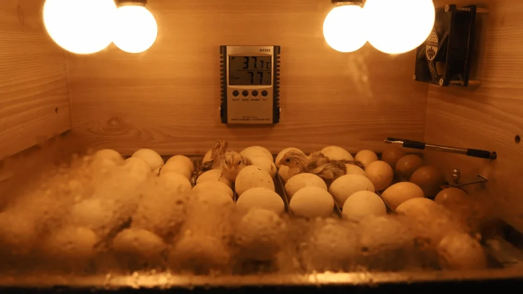 Vajcový inkubátor