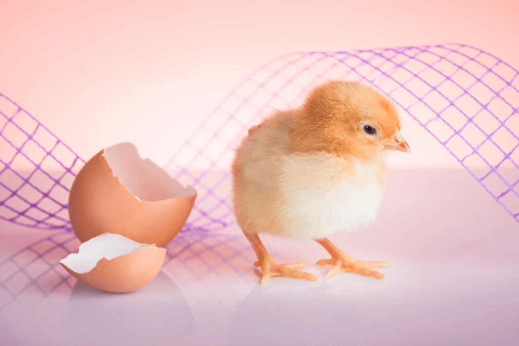 maximize hatching rates