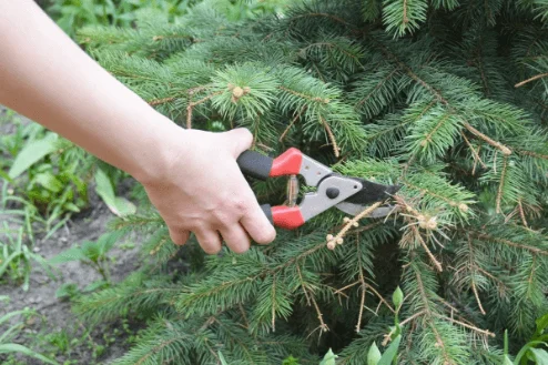 pruning pine tree