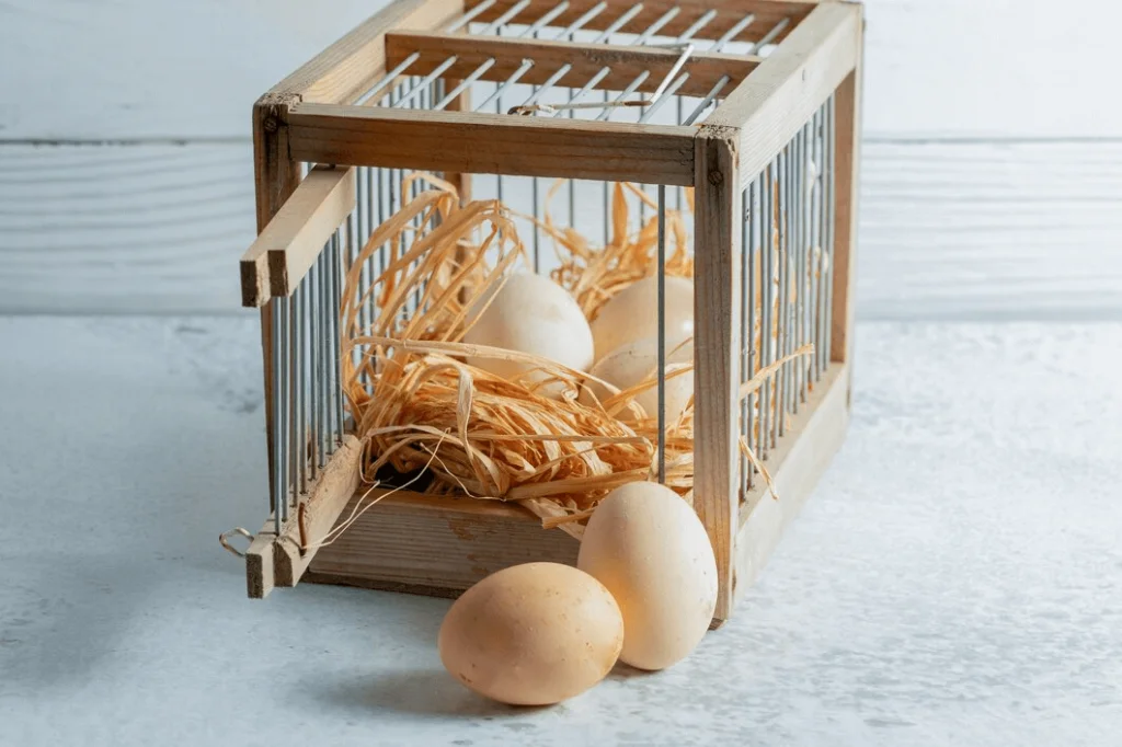 Egg incubator ease of use