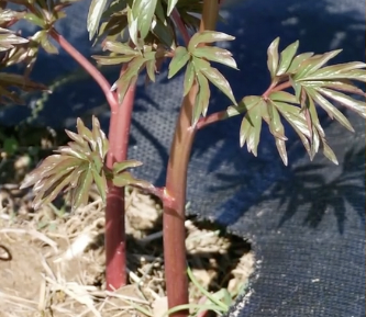 durable ground cover weed barrier
