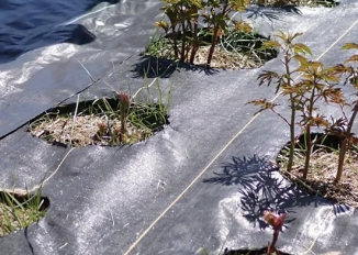 ground cover weed barrier