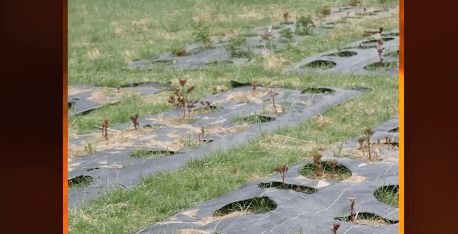 Applications of the VEVOR weed barrier