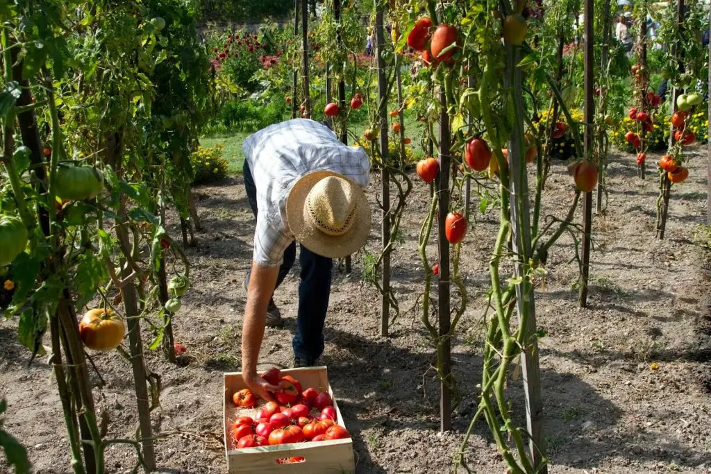 Essential tools for a successful vegetable harvest