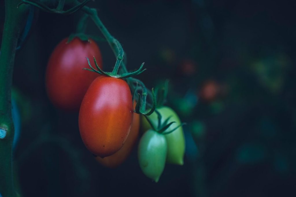 tomatoes