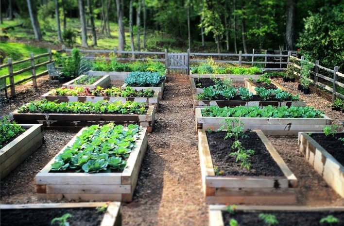 wood raised garden beds
