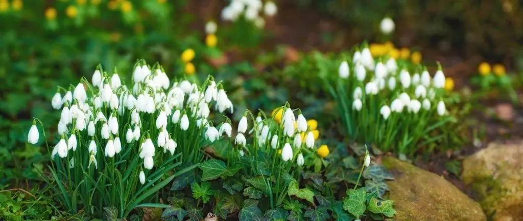 What to Plant in Fall for a Vibrant Garden - VEVOR Blog