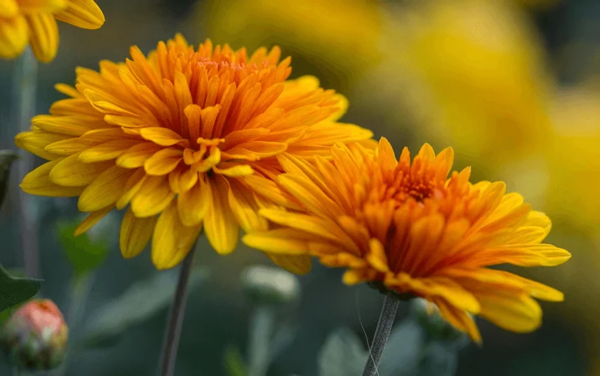 Chrysanthemums