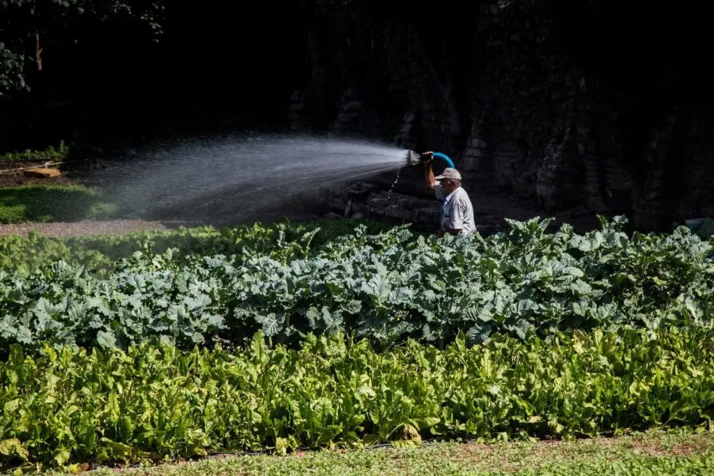 Vegetable Garden watering