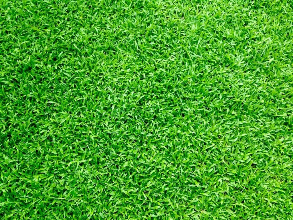 When to Fertilize Your Lawn The Ultimate Guide VEVOR Blog