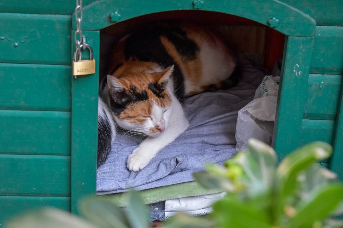 Best Outdoor Cat Houses: Our 6 Favorite Picks - VEVOR Blog