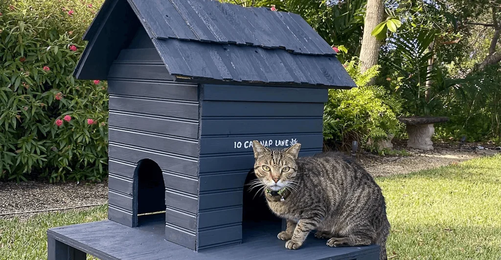 What is a cat house