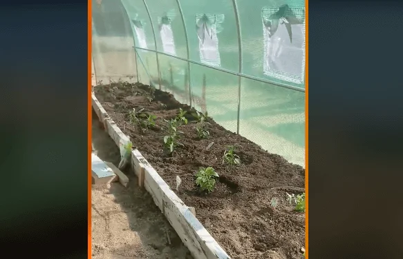 Walk-in tunnel greenhouse