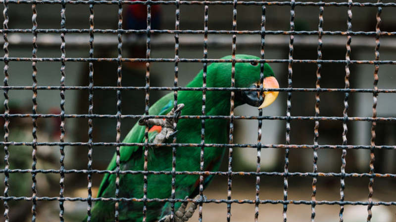 Essential Supplies for Cleaning a Bird Cage