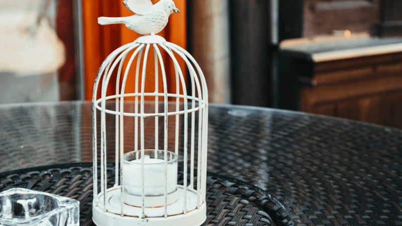 budget-friendly tips to get the perfect bird cage